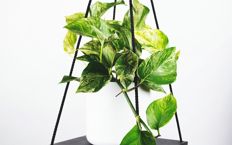 2026年世界杯官方宣传图，足球与体育场